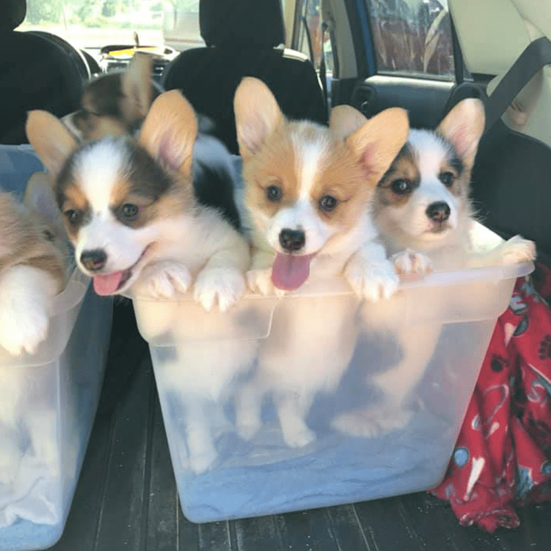 Puppies in the basket