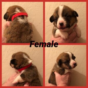 Female Puppy